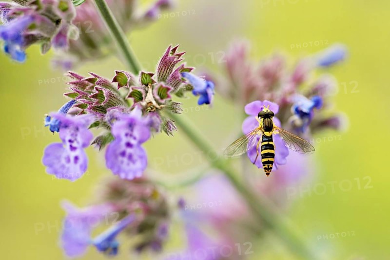 Common long-bellied hoverfly (Sphaerophoria scripta), on a catmint (Nepeta x faassenii) flower, Meienberg, Canton of Aargau, Switzerland