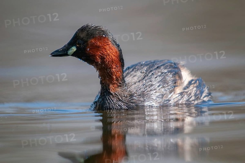 Littele Grebe, Tachybaptus Ruficollis, Little Grebe, Birds, Dabchick, Grebe, Grebe, Podicipedidae, Divers, Birds, Waterbirds