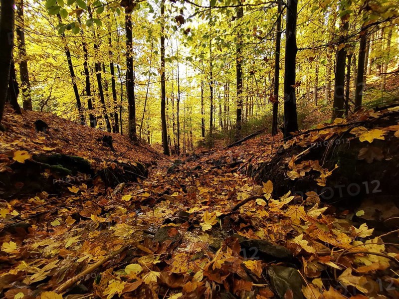 An autumnal forest trail covered with yellow leaves under a roof of autumnal leaves, Geroldsgrüner Forst, Upper Franconia