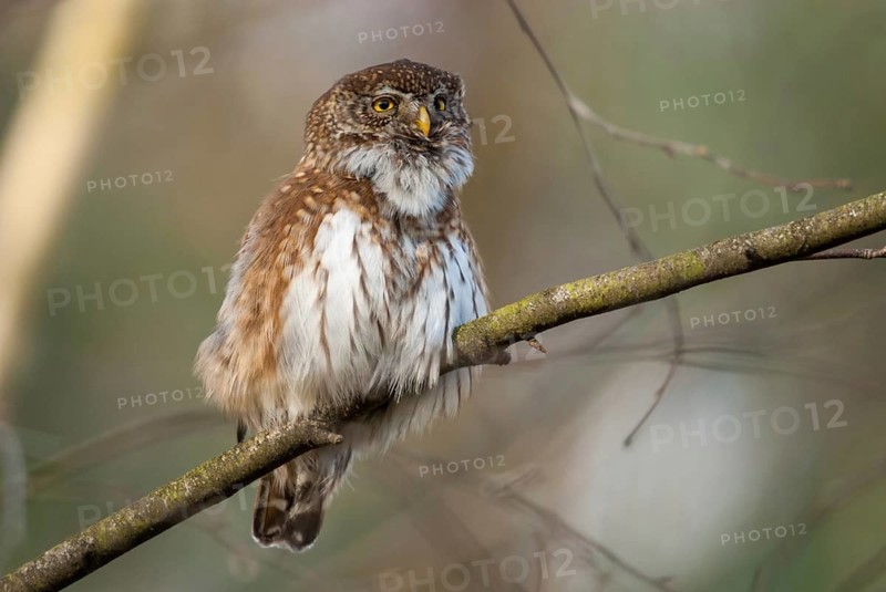 Glaucidium passerinum, pygmy owl, passerine owl, birds, owls, strigiformes, birds