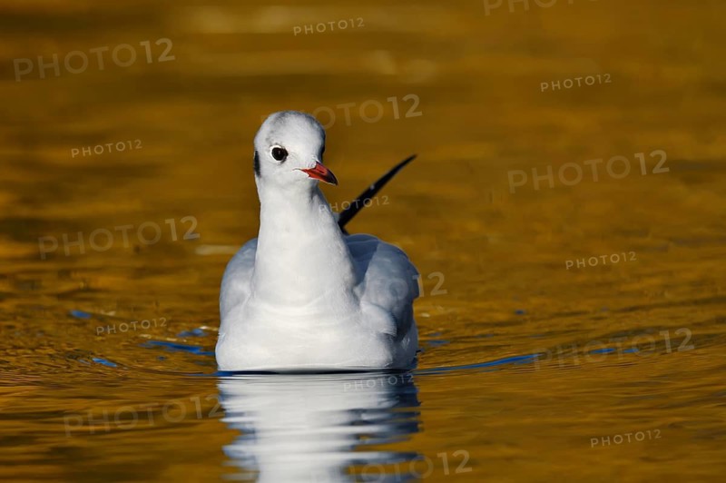 Black-headed gull (Chroicocephalus ridibundus, Larus ridibundus) in winter plumage swimming on a lake, North Rhine-Westphalia, Germany