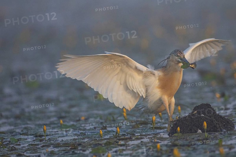 Squacco Heron (Ardeola ralloides) in the fog Hungary