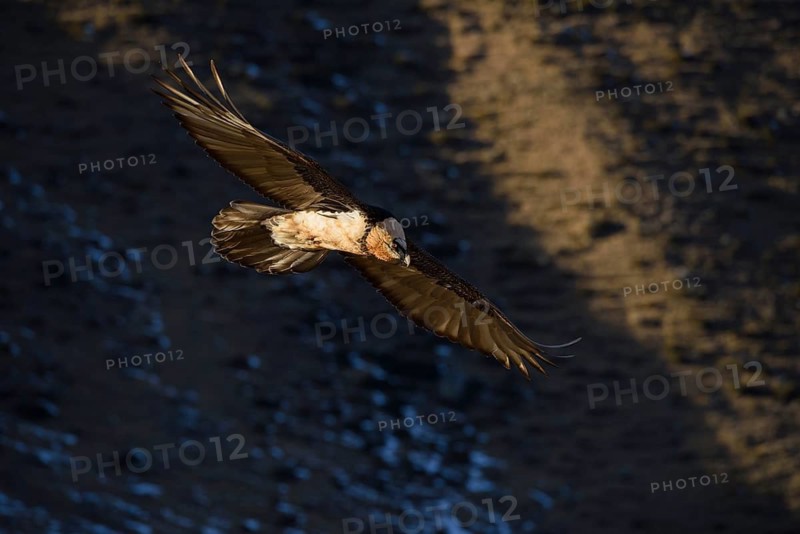 Animals, birds, vultures, a bearded vulture (Gypaetus barbatus) flying along a mountainside, South Tyrol, Italy