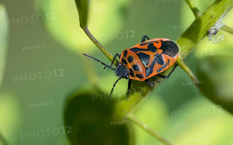 Eurydema ornata, Eurydema ornatum, vegetable bug, heteroptera, pentatomidae, ornamental bug, black-backed vegetable bug, tree bugs, insects, bugs