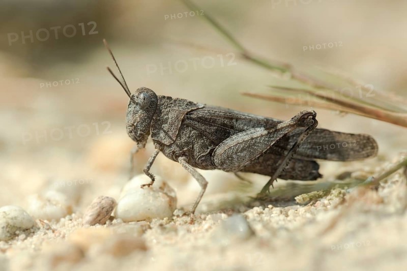 Blue-winged wasteland scare, caelifera, short-feeler scare, Oedipoda caerulescens, Oedipodinae, blue-winged grasshoppers, grasshoppers, grasshoppers, insects, wasteland scares