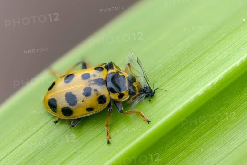 13-spotted lady beetle, thirteen-point ladybird, thirteen-spotted marsh ladybird, Hippodamia tredecimpunctata, thirteen spot lady beetle, beetle, coleoptera, insects, beetles