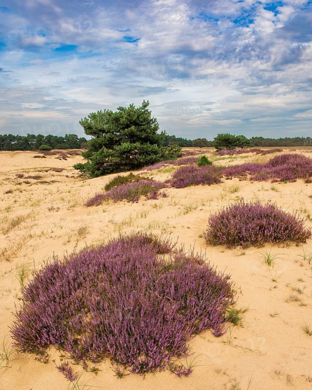 Heather (Calluna vulgaris) in the Hooge Veluwe National Park, De Hooge Veluwe, Arnhem, Netherlands