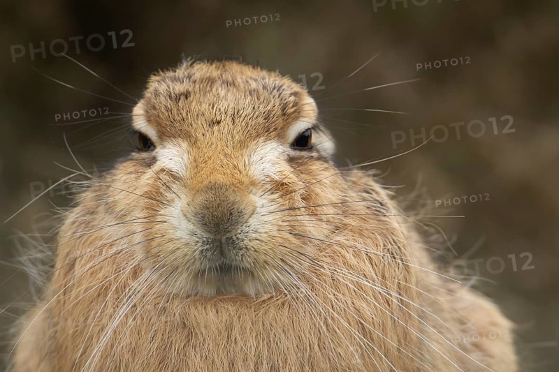 European brown hare (Lepus europaeus) adult animal head portrait, England, United Kingdom