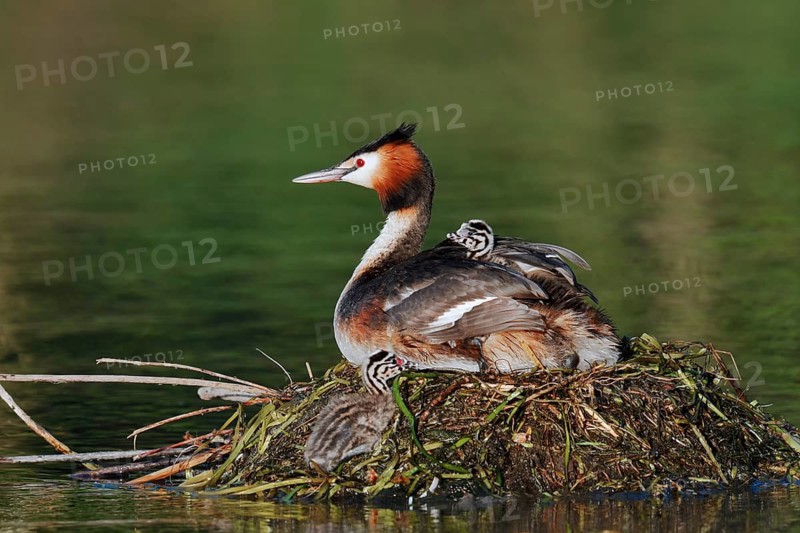 Great Crested Grebe (Podiceps scalloped ribbonfish) with chicks on the nest, North Rhine-Westphalia, Germany