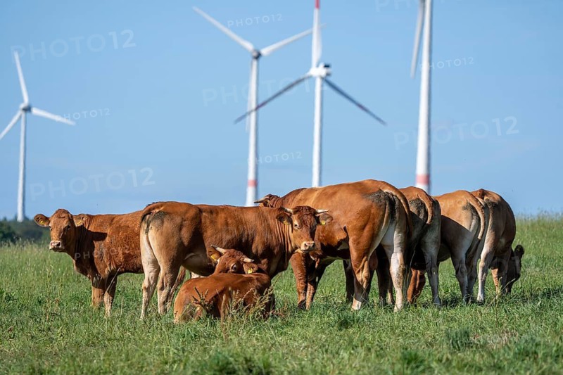 Cattle, bulls, young bulls, young cattle on a pasture, east of Paderborn, wind turbines, North Rhine-Westphalia, Germany