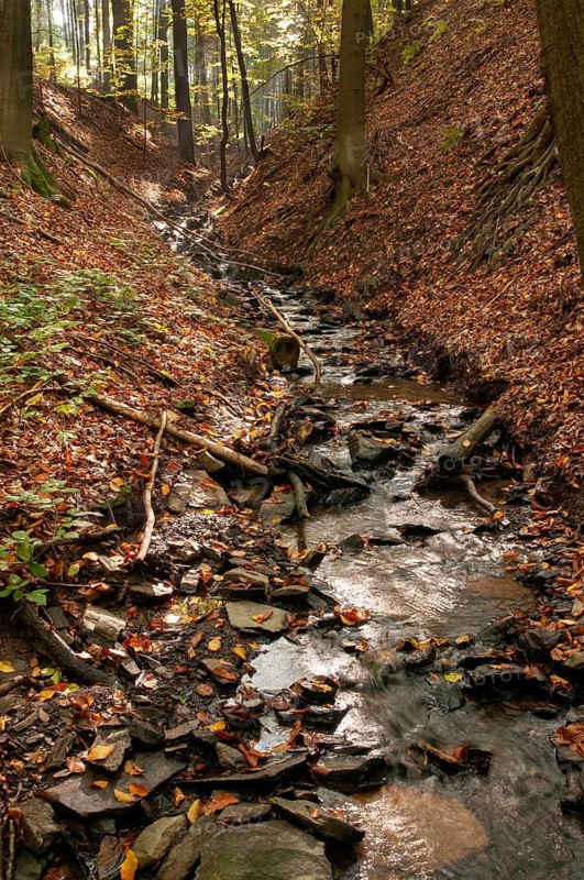 Buchenberg, Germany, Greiz, Thuringia, stream, brook, rivers, high size, portrait, landscape, landscape, Vogtland