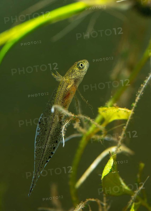 Great crested newt, crested newt, northern crested newt, Triturus cristatus, amphibians, amphibians, high size, portrait format, larva, larva, amphibians, northern crested newt, warty newt
