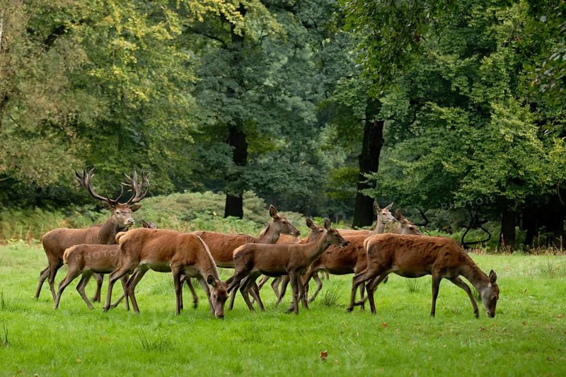 Red deer, Cervus elaphus, deer drives packs