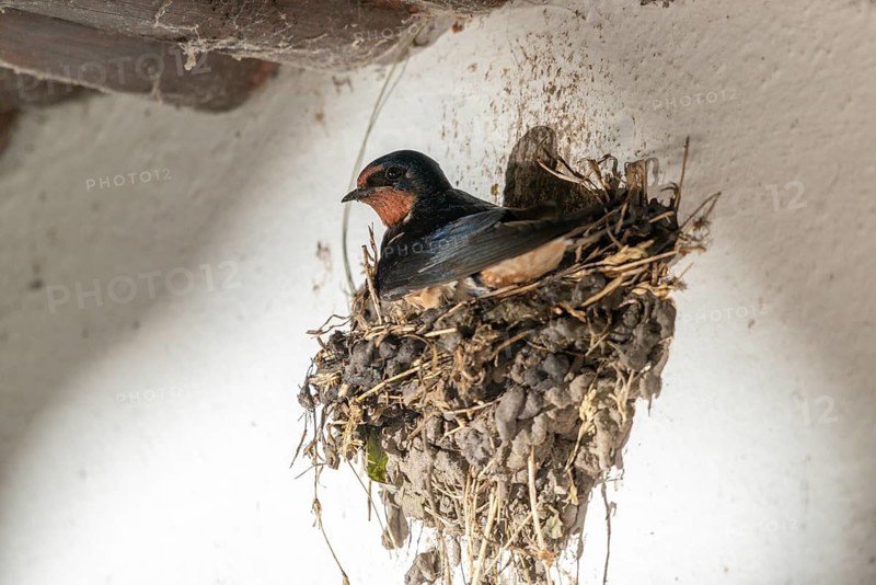Hirundo rustica, barn swallow, birds, brood, nest building, passeri, swallows, songbirds, birds