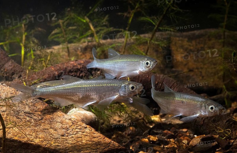 Ablette, alburnus alburnus, bleak, cyprinus alburnus, laugel, ukelei, onionfish, fish, fishes, leo, pisces