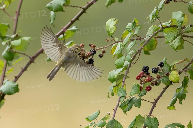 Common chiffchaff (Phylloscopus collybita) adult bird flying from blackberries fruit in a hedgerow in summer, England, United Kingdom
