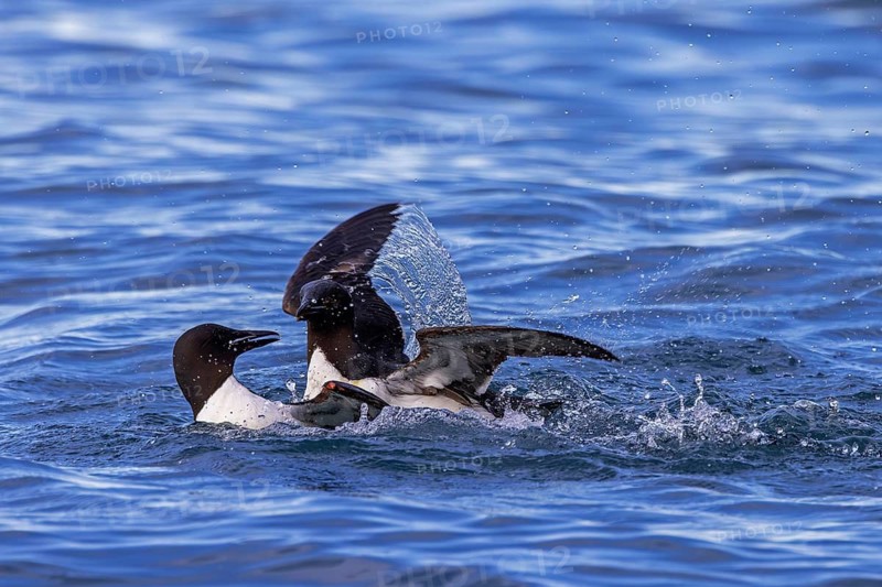 Two thick-billed murres, Brünnich's guillemots (Uria lomvia) adults fighting while swimming in the Arctic Ocean in summer at Svalbard, Spitsbergen