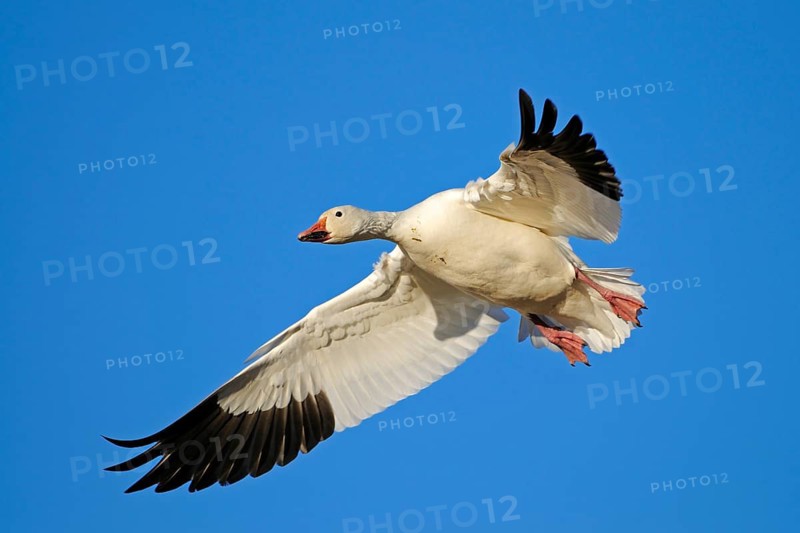 Snow Goose, Bosque del Apache, New Mexico, USA. Snow Goos, Bosque del Apache, New Mexico, United States of America