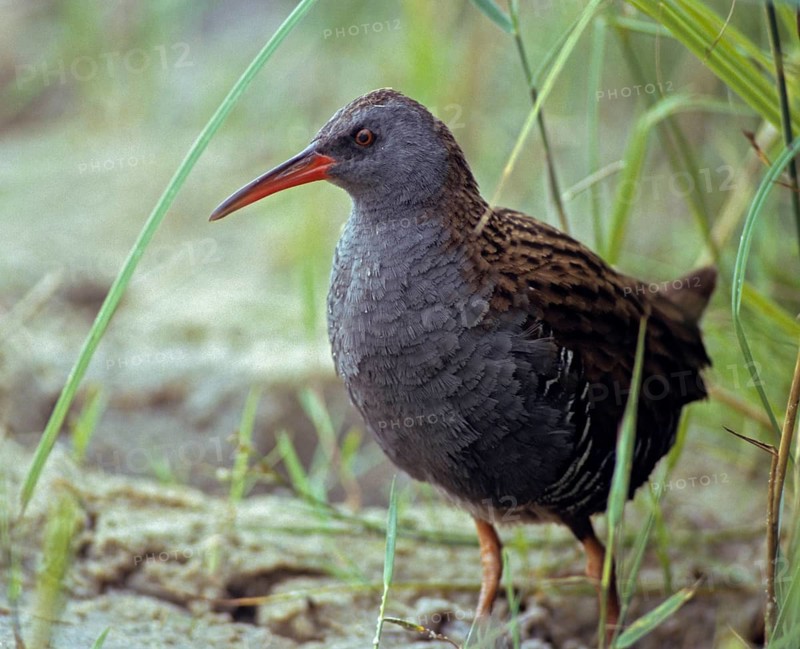 Rallus aquaticus, water rail, birds, gruiformes, cranes, rails, harrows, rallidae, birds, waterbirds, waterbirds, waterbirds