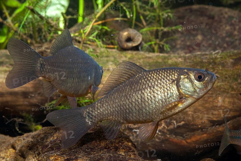 Carassius carp, crucian carp, cobbler carp, fish, fishes, pisces