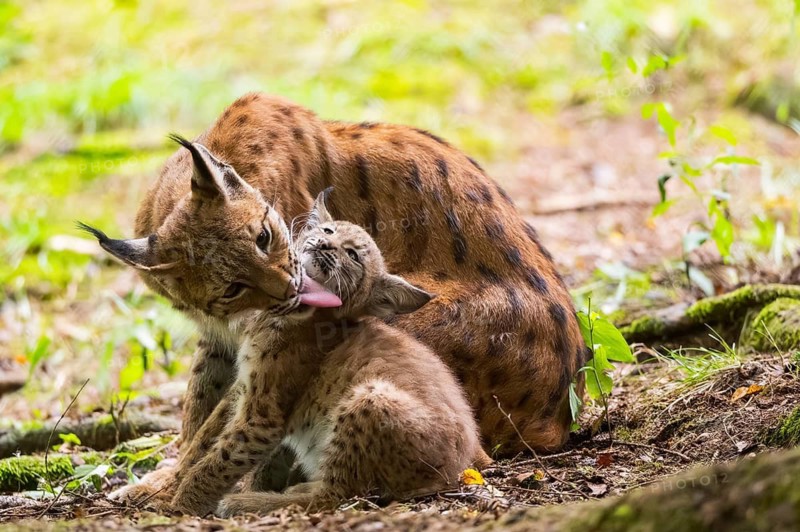 Eurasian lynx (Lynx lynx) mother with her youngster (cub) in a forest, Bavaria, Germany