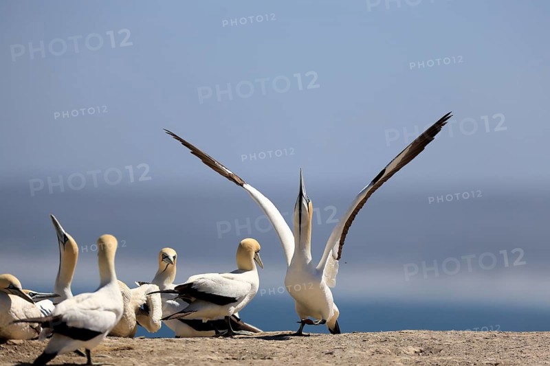 Cape Gannet (Morus capensis), adult, in flight, taking off, flying away, on land, coast, beach, Lamberts Bay, Western Cape, South Africa