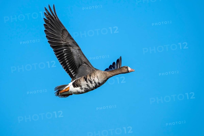 White-fronted Goose (Anser albifrons) in flight, Dümmer, Lembruch, Lower Saxony, Germany