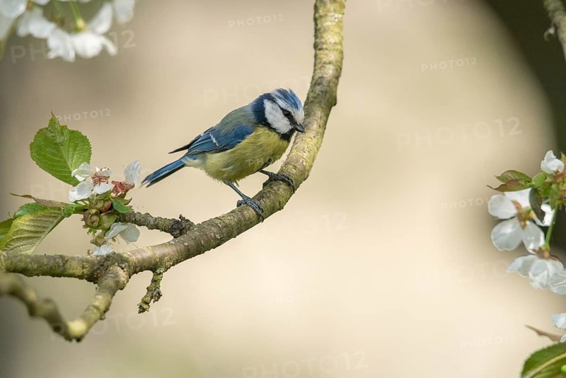Blue tit, fruit tree blossom, parus caeruleus, birds, spring, tits, passeri, songbirds, songbirds, jump, tits, birds