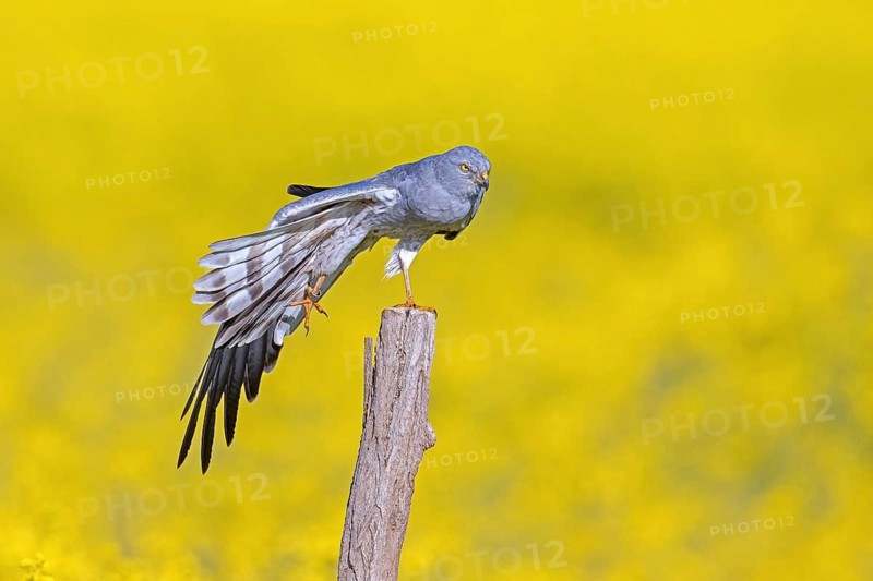 Montagu's harrier (Circus pygargus) adult male stretching wing while perched on wooden fence post along rapeseed field in spring