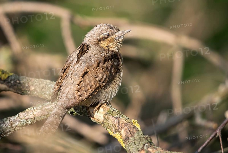 Brandenburg, Germany, Jynx Torquilla, Nabu project, national natural heritage, Grünhaus natural paradise, Wendehals, Wryneck, post-mining landscape, birds, green house, piciforms, woodpeckers, birds, woodpecker