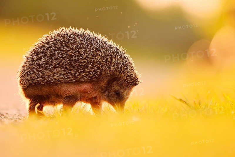 Brown-breasted hedgehog or Western European hedgehog (Erinaceus europaeus), North Rhine-Westphalia, Germany