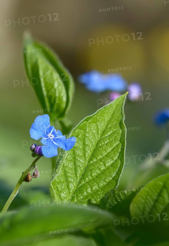 Spring memorial, spring umbilical nut, memorial, large flower umbilical nut, big forget-me-not, omphalodes verna, blue-eyed Mary, creeping navel word, flora, high size, portrait, plants, plants