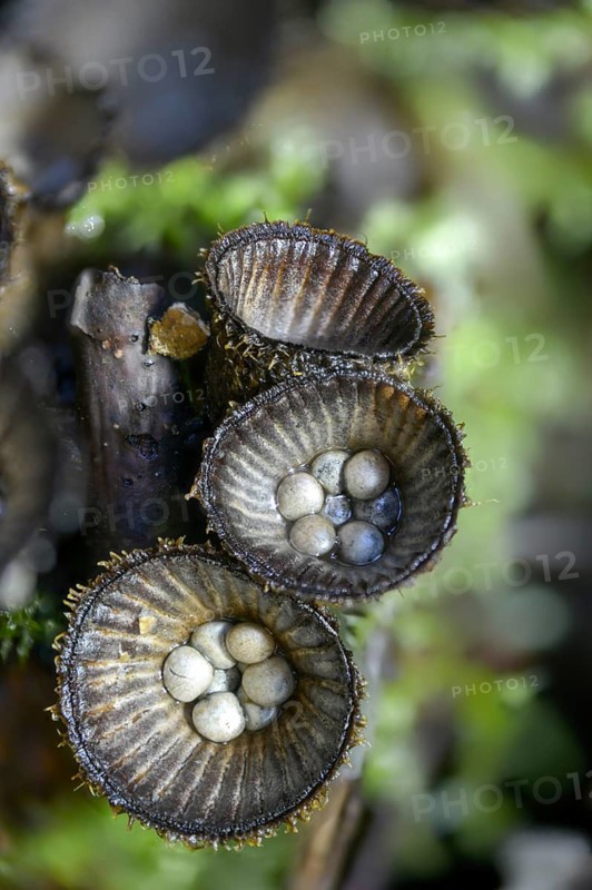 Cyathus hirsutus, cyathus striatus, striped expensive, sweetie, fluted bird's nest, fungi, fungus, high size, portrait format, mushrooms