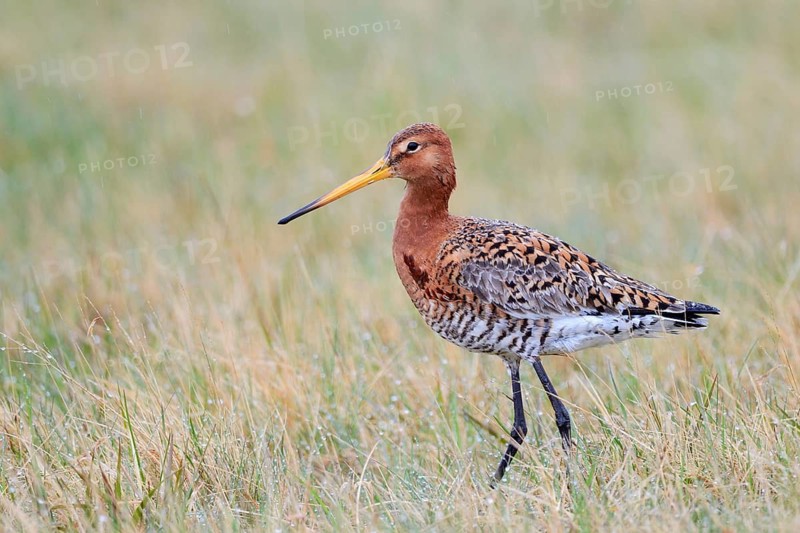 Icelandic Black-tailed Godwit (Limosa limosa) . Bird in the grass in the rain. Iceland