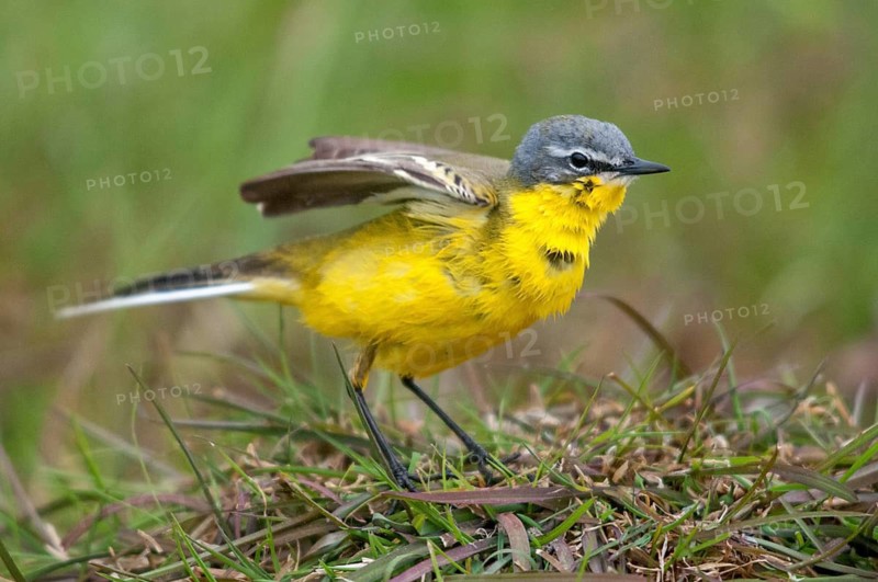 Motacilla flava, sheeptail, western yellow wagtail, yellow wagtail, birds, plumage care, male, passeri, preening, songbirds, songbirds, birds