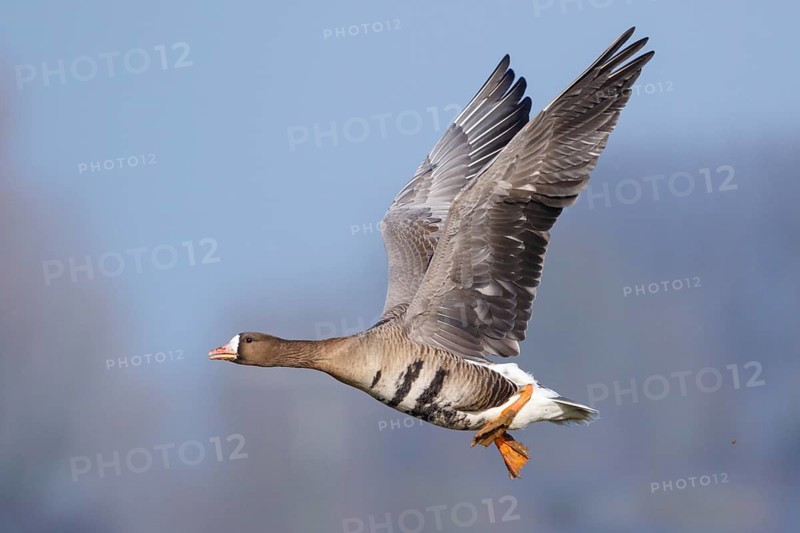 Greater White-fronted Goose (Anser albifrons) flying, North Rhine-Westphalia, Germany