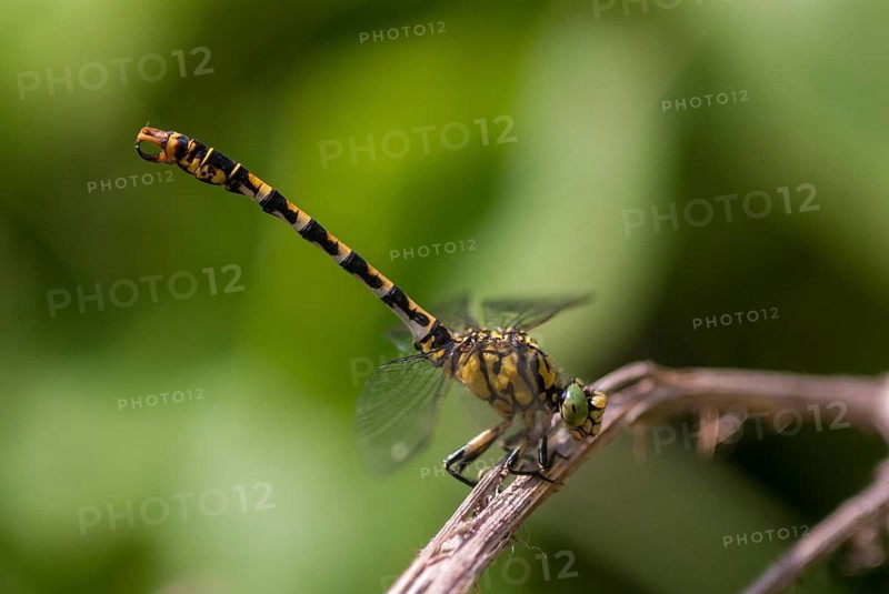 Green-eyed hook-tailed dragonfly, green-eyed hooktail, small pincertail, dragonfly, onychogomphus forcipatus, small pincertail, anisoptera, Bulgaria, damselflies, dragonflies, insects, dragonflies, odonata