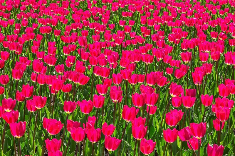 Bed of vibrant backlit purple pink colored single cup shaped Tulipa - Tulip flowers in spring, Quebec, Canada
