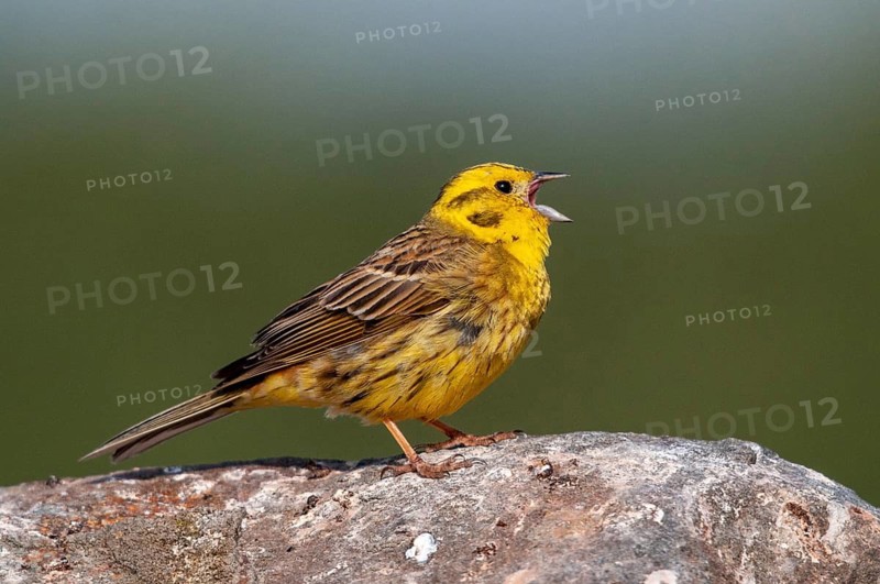 Brandenburg, Emberiza Citrinella, Germany, Yellowhammer, Nabu, national natural heritage, natural paradise Grünhaus, Yellowhammer, post-mining landscape, birds, song, green house, male, passeri, singing, songbirds, birds