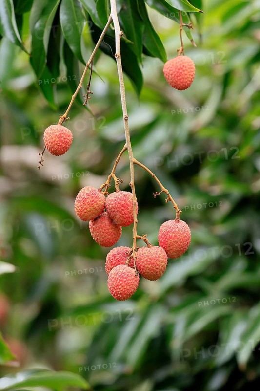Lychee tree (Litchi chinensis), lychee tree, fruit, ripe, on the tree, Monzi, KwaZulu-Natal, South Africa