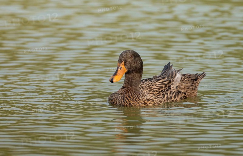 Female Mallard duck (Anas platyrhynchos) swimming in a pond, Sreepur, Gazipur, Bangladesh