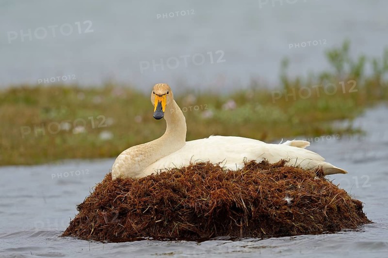 Breeding singing swan, Iceland