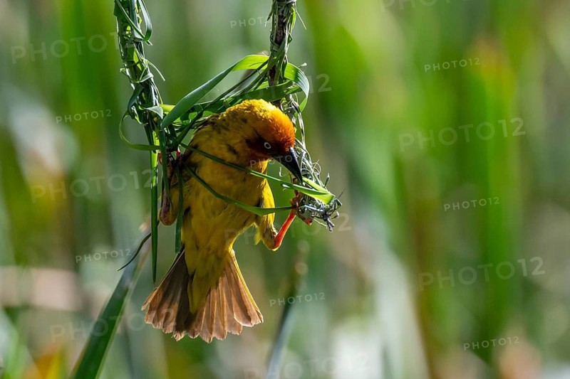 Cape Weaver (Ploceus capensis) building a nest, male building a new nest, Addo Elephant Park, South Africa