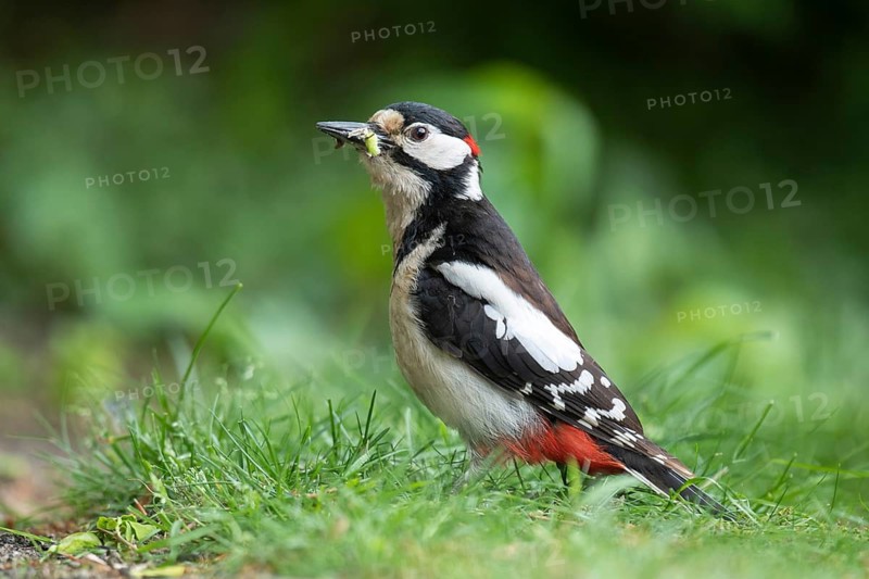 Great Spotted Woodpecker (Dendrocopos major), Vechta, Lower Saxony, Germany