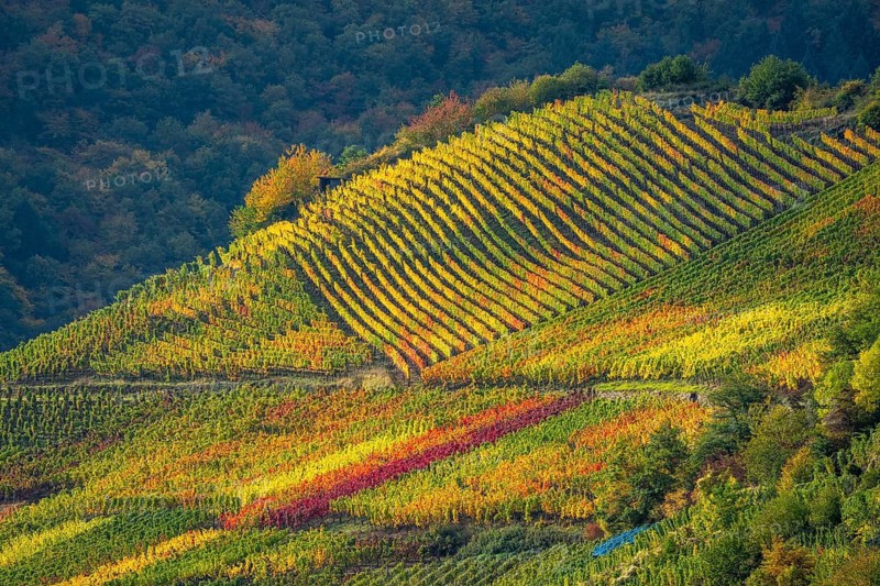 Vineyards in autumn in the central Ahr valley, near Mayschoß, Rhineland-Palatinate