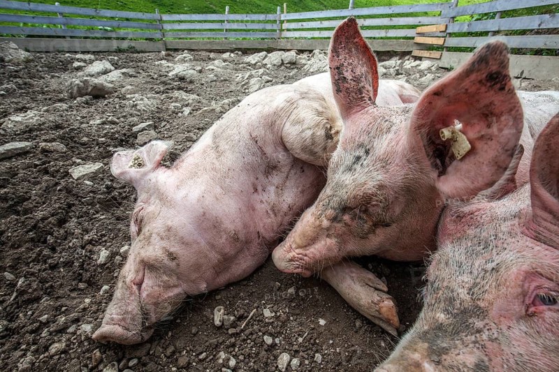 Pigs lie in front of the pigsty and sleep, Alpe Schlappold, Fellhorn, Oberstdorf, Oberallgäu, Allgäu, Bavaria, Germany