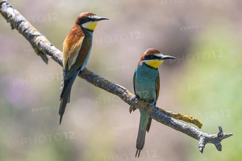 Bee-eater (Merops apiaster), Rhineland-Palatinate, Germany
