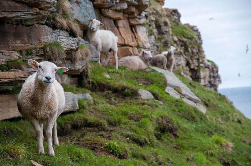 Artiodactyla, domestic sheep, even-toed ungulate, domestic sheep, Norway, Ovis Gmelini aries, cloven-hoofed, varanger, countries, domesticated animals, pet, landscape, countries, mammals, travel, sheep, mammals, travels