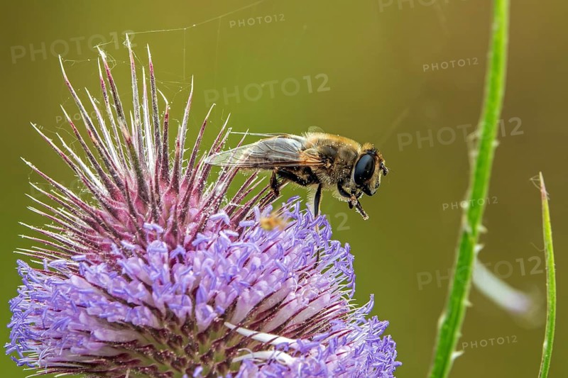 A dung bee (Eristalis tenax) perched on a flowering wild teasel (Dipsacus fullonum), close-up, Baden-Württemberg, Germany