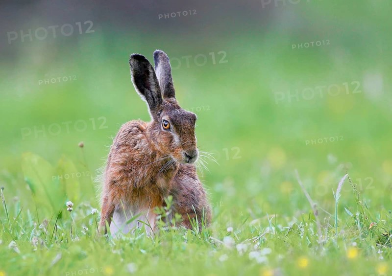 Animals Mammals, hare hare in meadow, Lepus europaeus